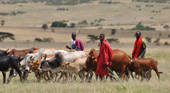 Protect The Existing Grazing Reserves, Fulani Group Tells FG And State Governors