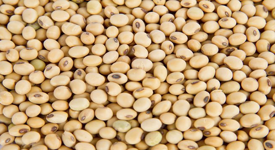 Soy Beans