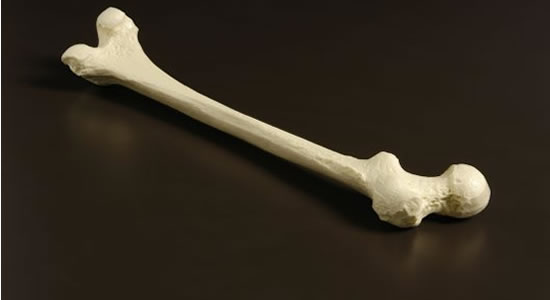 Bone